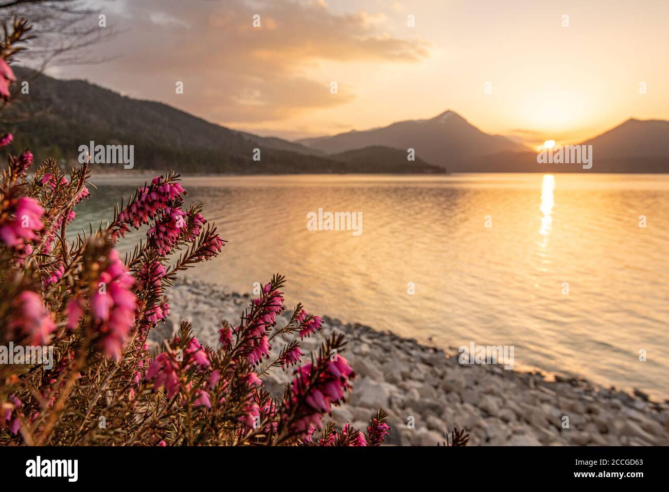 Heather flowers on the banks of the Walchensee in golden light in the evening, in the background the Simetsberg and the Ester Mountains Stock Photo