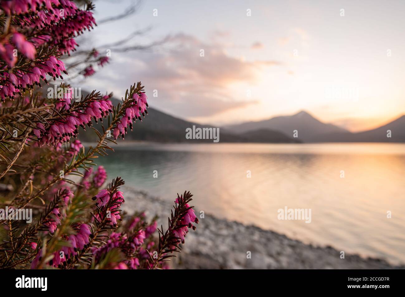 Heather flowers on the banks of the Walchensee in golden light in the evening, in the background the Simetsberg and the Ester Mountains Stock Photo