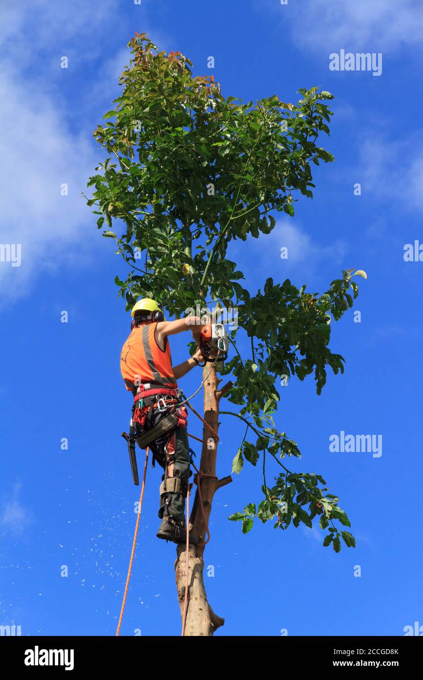 An arborist (tree surgeon) using a climbing harness and chainsaw to chop down an avocado tree Stock Photo
