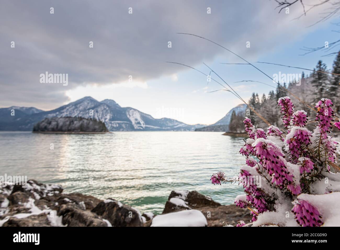 Heather with fresh snow on the banks of the Walchensee in a cloudy atmosphere, in the background Herzogstand and Sassau Island Stock Photo