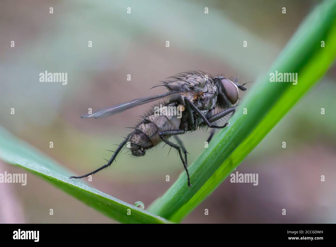 first little fly in spring season Stock Photo - Alamy