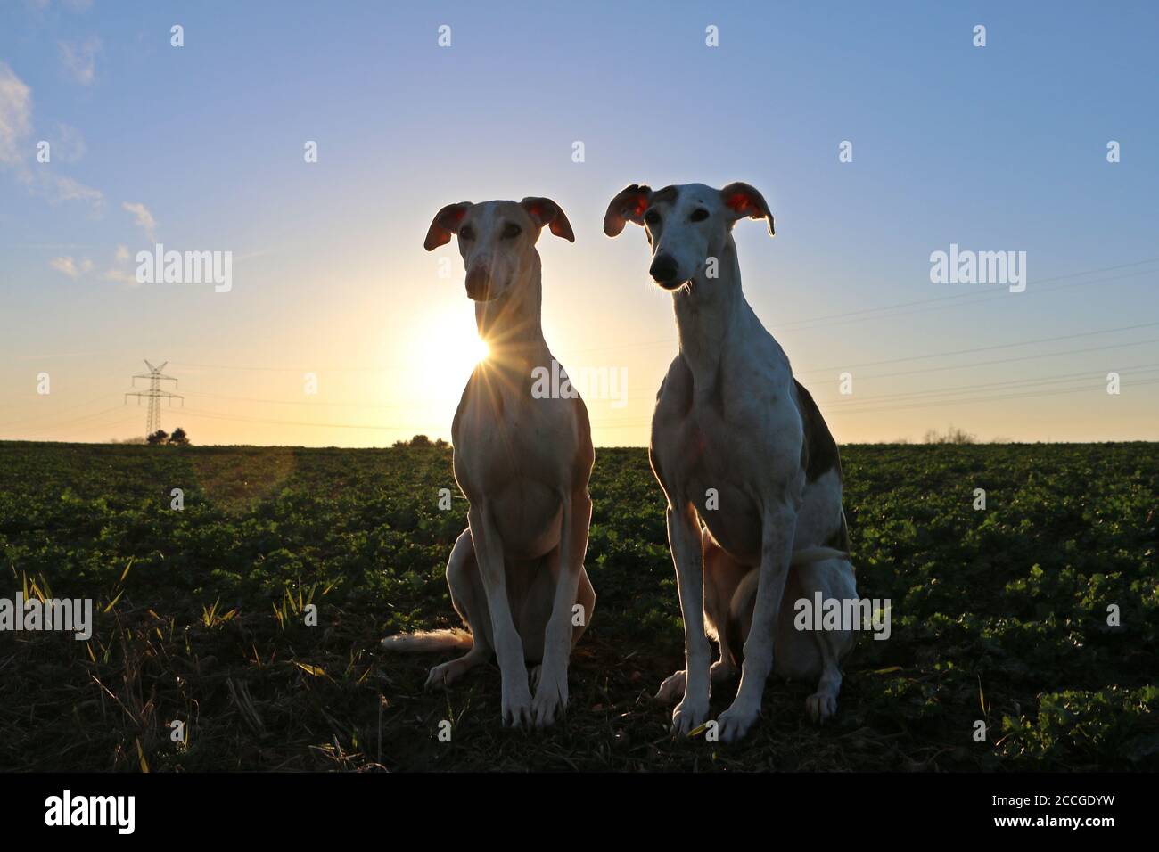 Dogs in a park at the sunset Stock Photo - Alamy