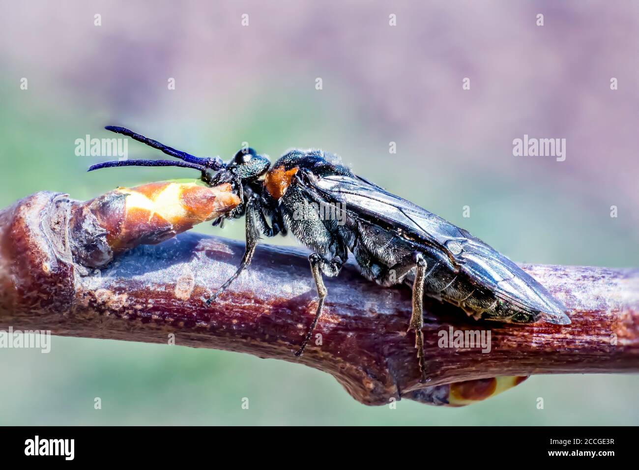 Firebug eating hi-res stock photography and images - Alamy