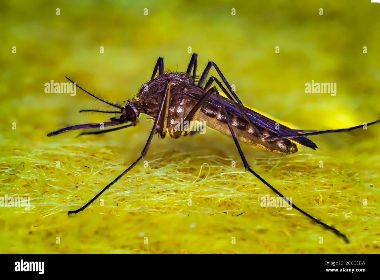 Firebug in grass hi-res stock photography and images - Alamy