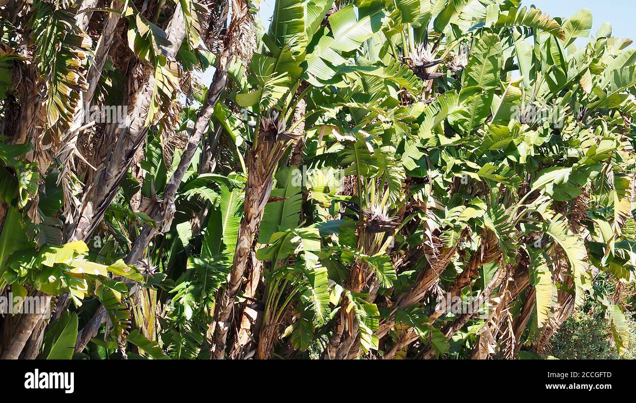 Wild growing banana trees in Lisbon in Portugal Stock Photo