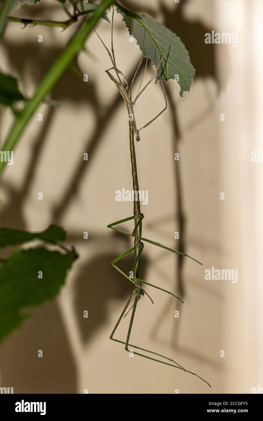 Vertical Insects A vertical closeup shot of an insect called Stick Insect or ...