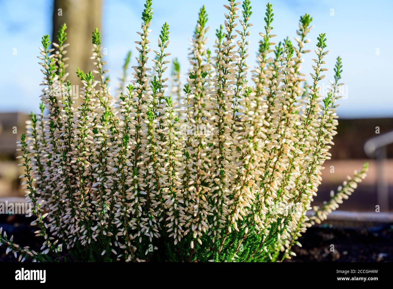 Common heather (Calluna vulgaris), called heather. Stock Photo