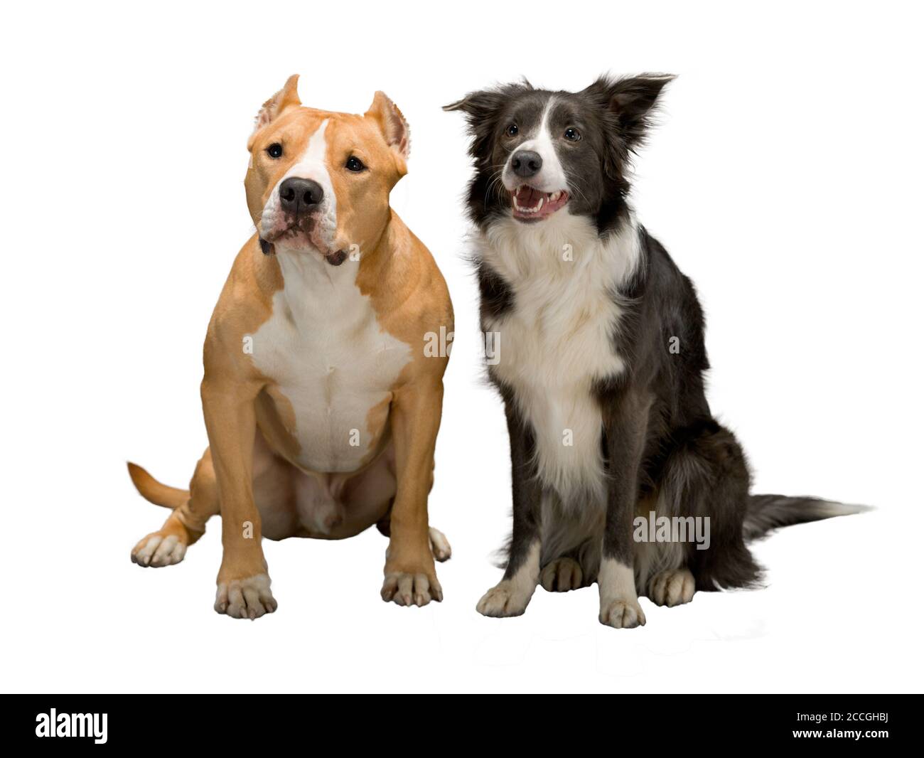 Two dogs, friends, a border collie, black and white and the Staffordshire  Terrier, red and white on an isolated white background, studio light Stock  Photo - Alamy