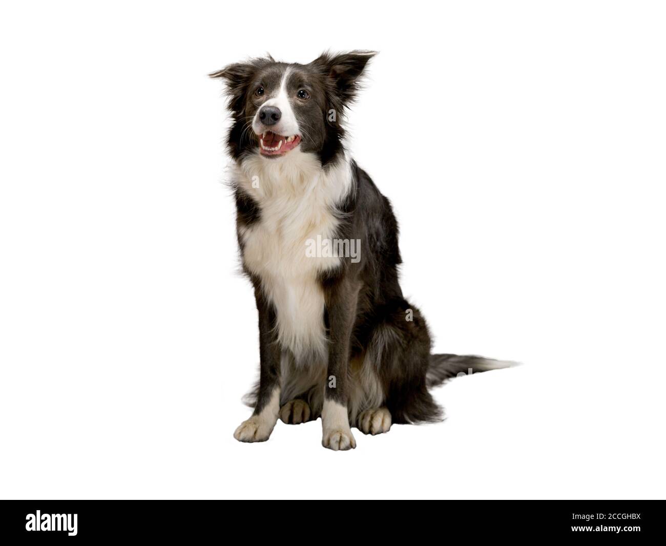 Collie Dog With Straw Hat To Celebrate The Junina Holidays Stock