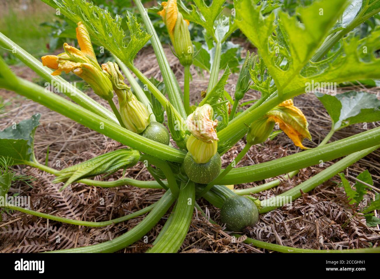 Close up of a Zucchini or Courgette plant with round fruit Cucurbita