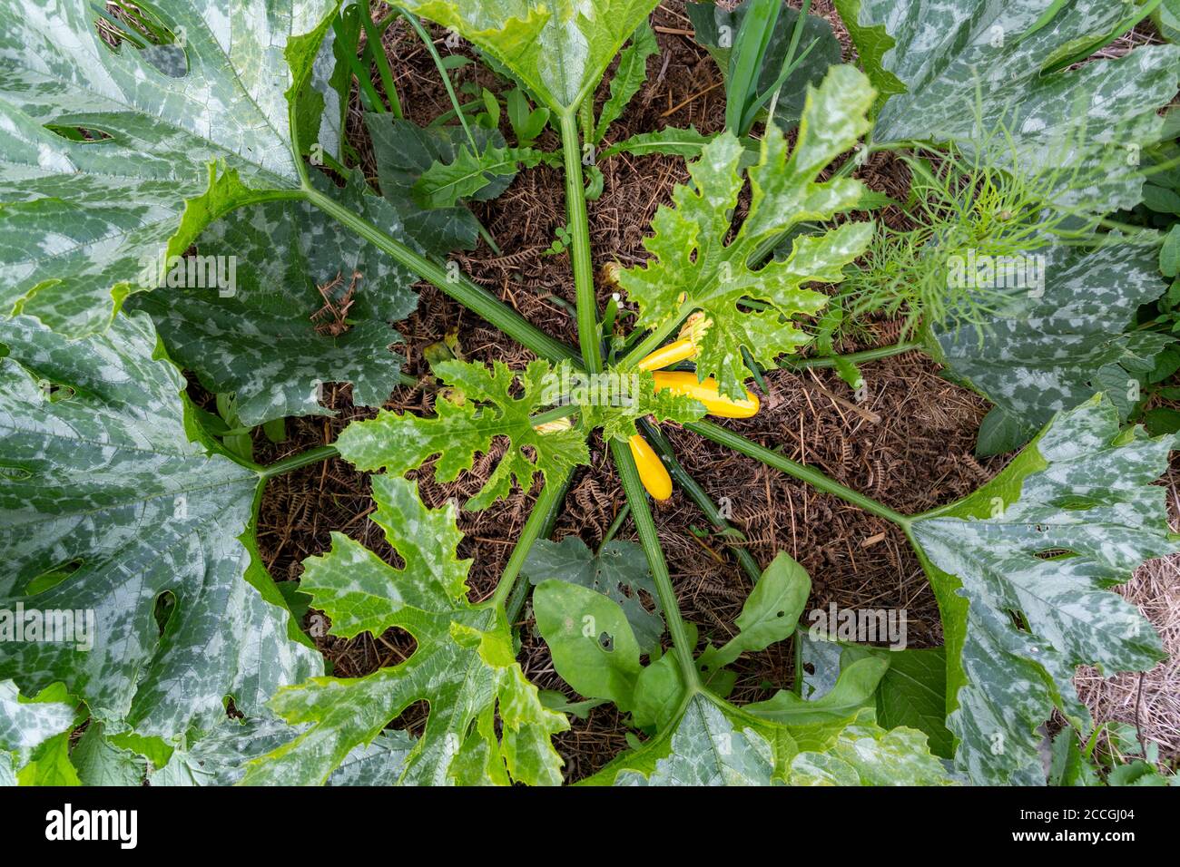 Topview of a Zucchini or Courgette plant in mulch with yellow fruit