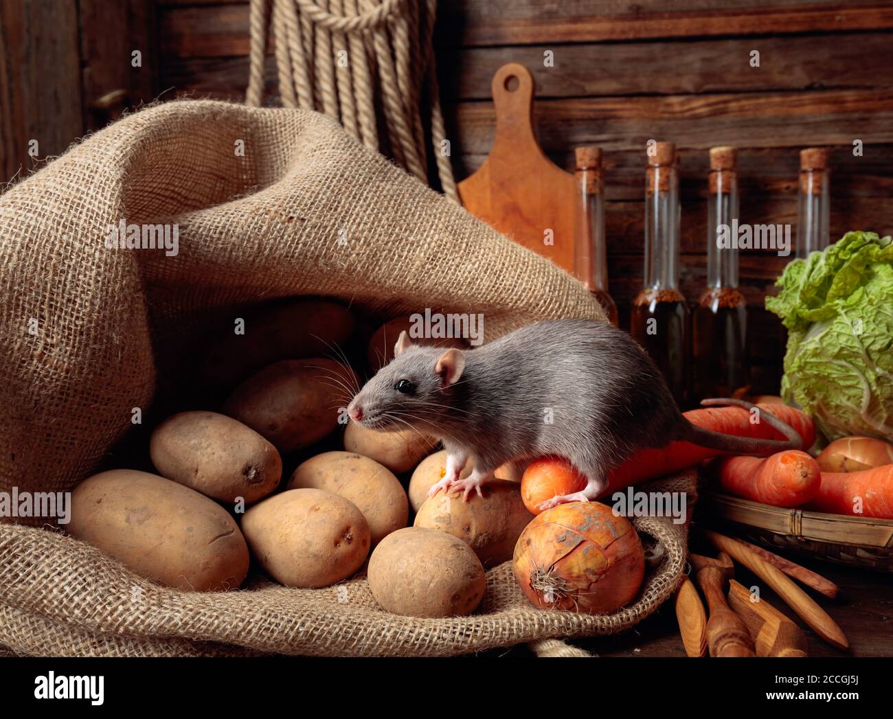 Old rat pet hi-res stock photography and images - Alamy