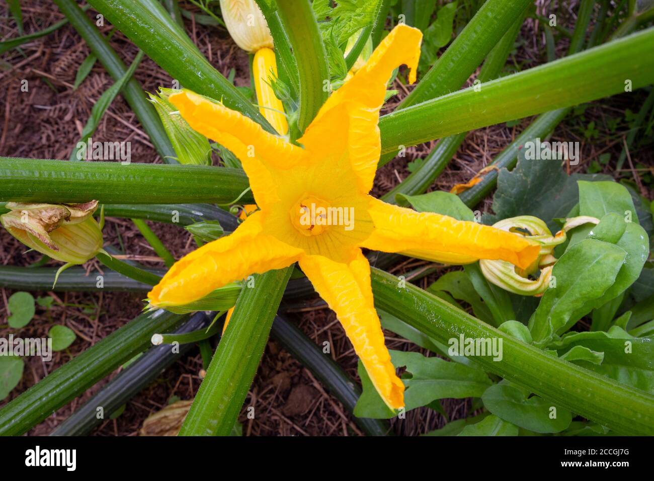 Close up of a Zucchini or Courgette flower Cucurbita pepo, growing in