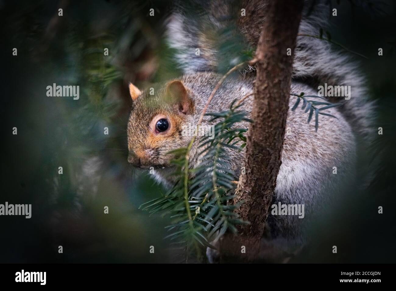 Hiding squirrel hotsell