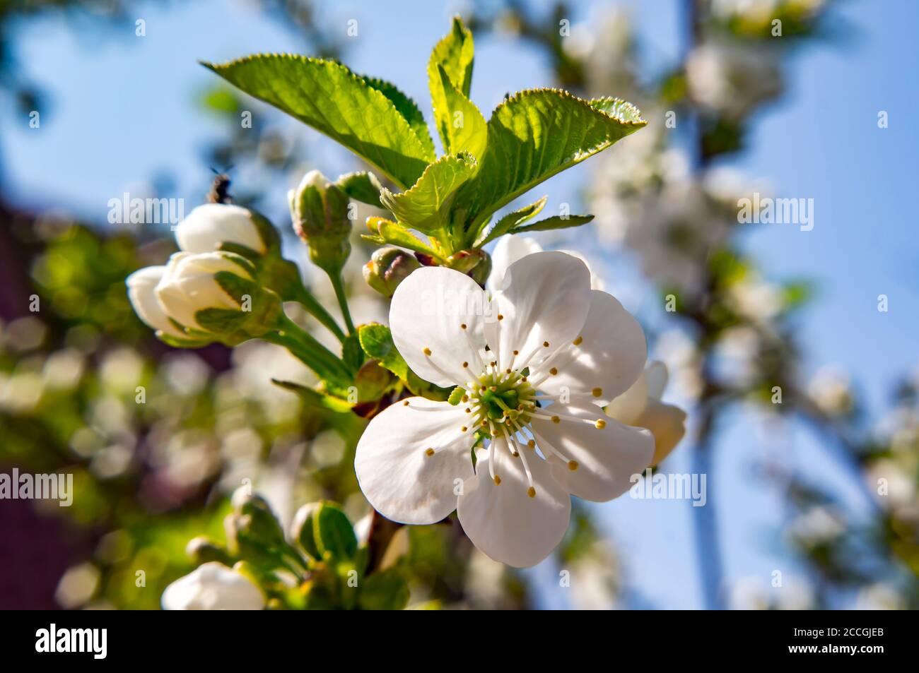 Young cherry blossom tree growing hires stock photography and images
