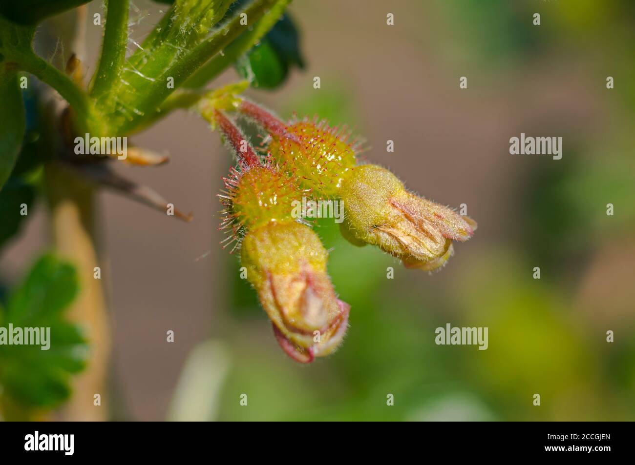 spring flower in my summer season garden Stock Photo - Alamy