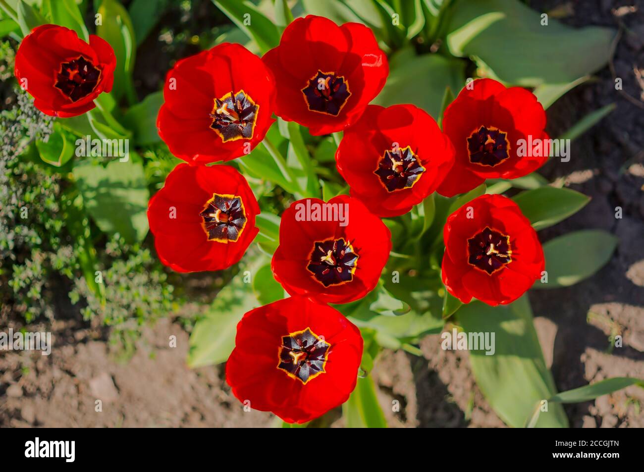 spring flower in my summer season garden Stock Photo - Alamy