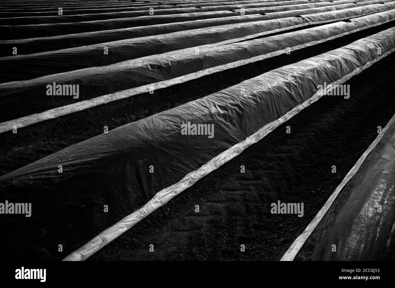 Masking film on asparagus field in backlight, Schmidener Feld, Schmiden near Stuttgart, Baden-Württemberg, Germany Stock Photo