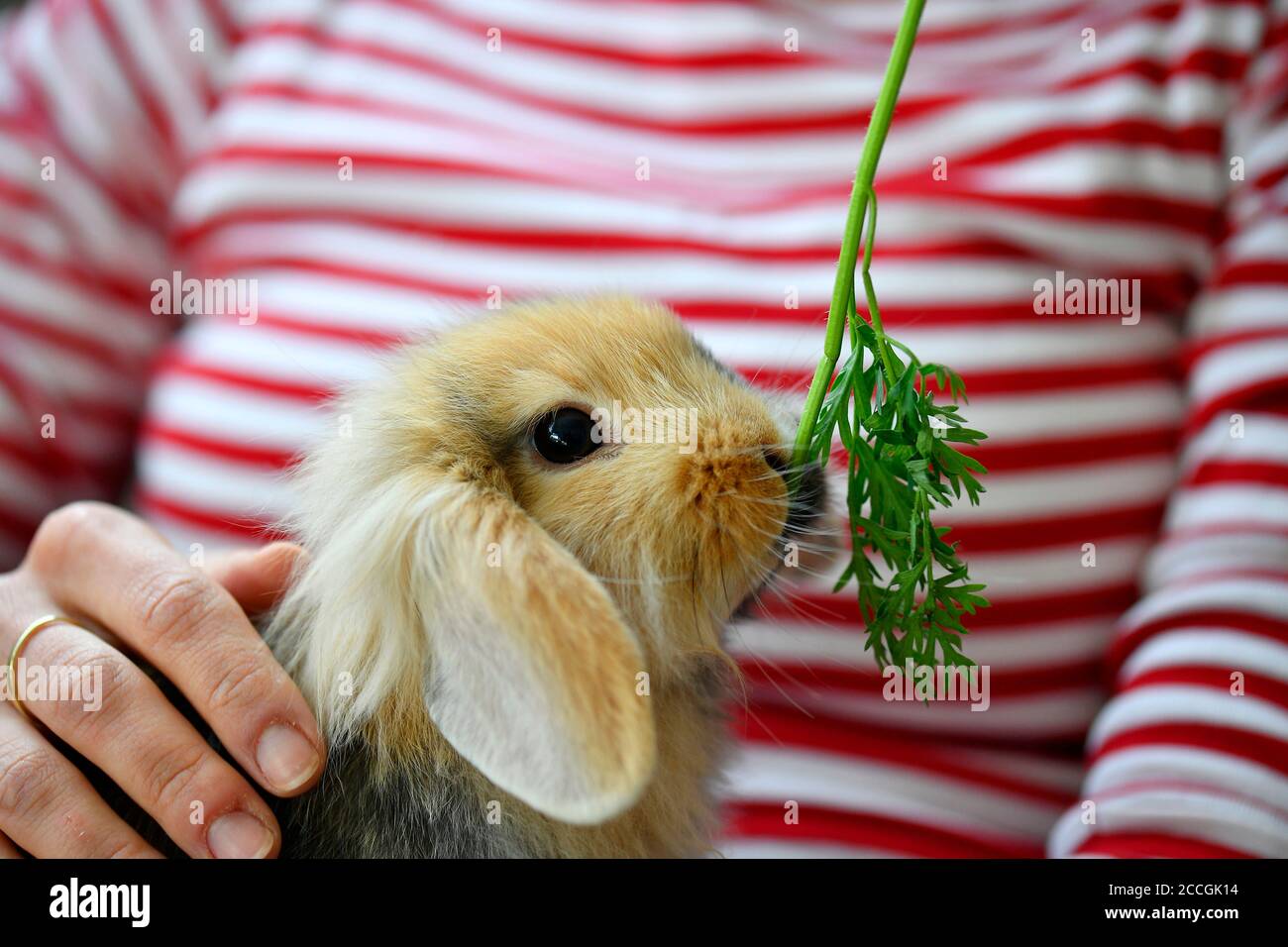 Human ram hi-res stock photography and images - Alamy