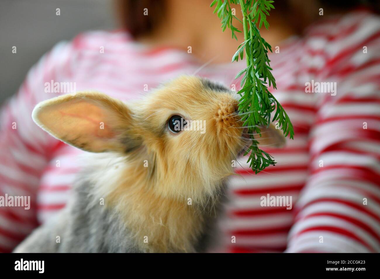 Dwarf ram bunnies hi-res stock photography and images - Alamy