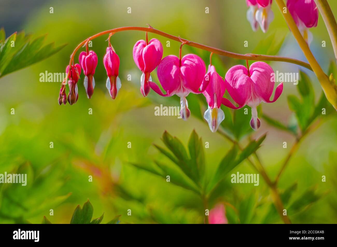spring flower in my summer season garden Stock Photo - Alamy