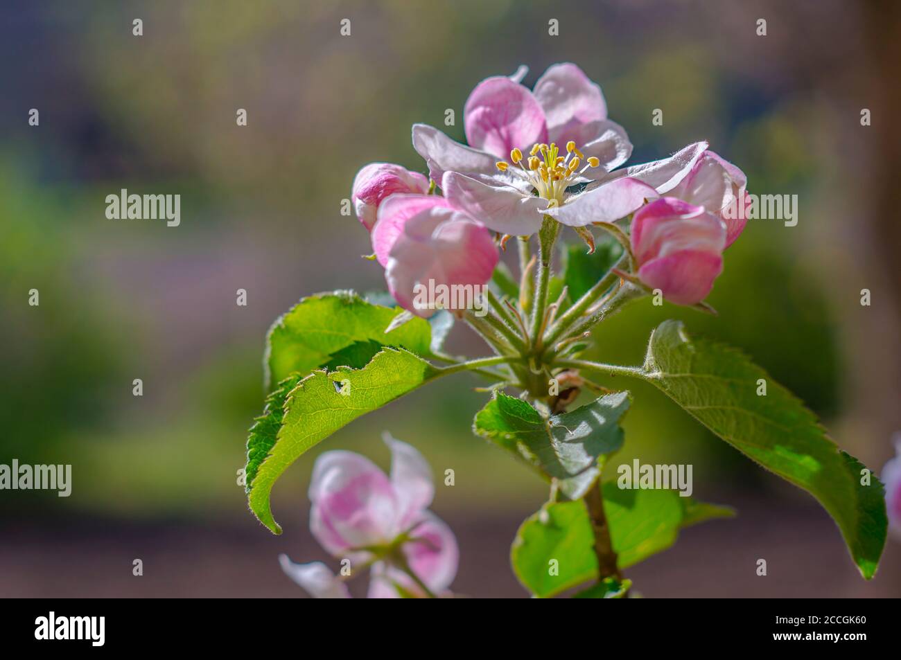 spring flower in my summer season garden Stock Photo - Alamy
