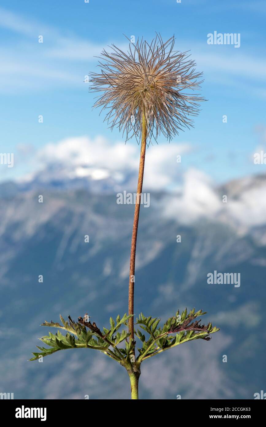 Bald head of the Alpine pasque flower (Pulsatilla alpina), buttercup family (Ranunculaceae), Valais, Switzerland Stock Photo