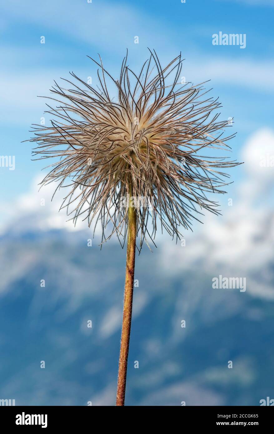 Bald head of the Alpine pasque flower (Pulsatilla alpina), buttercup family (Ranunculaceae), Valais, Switzerland Stock Photo