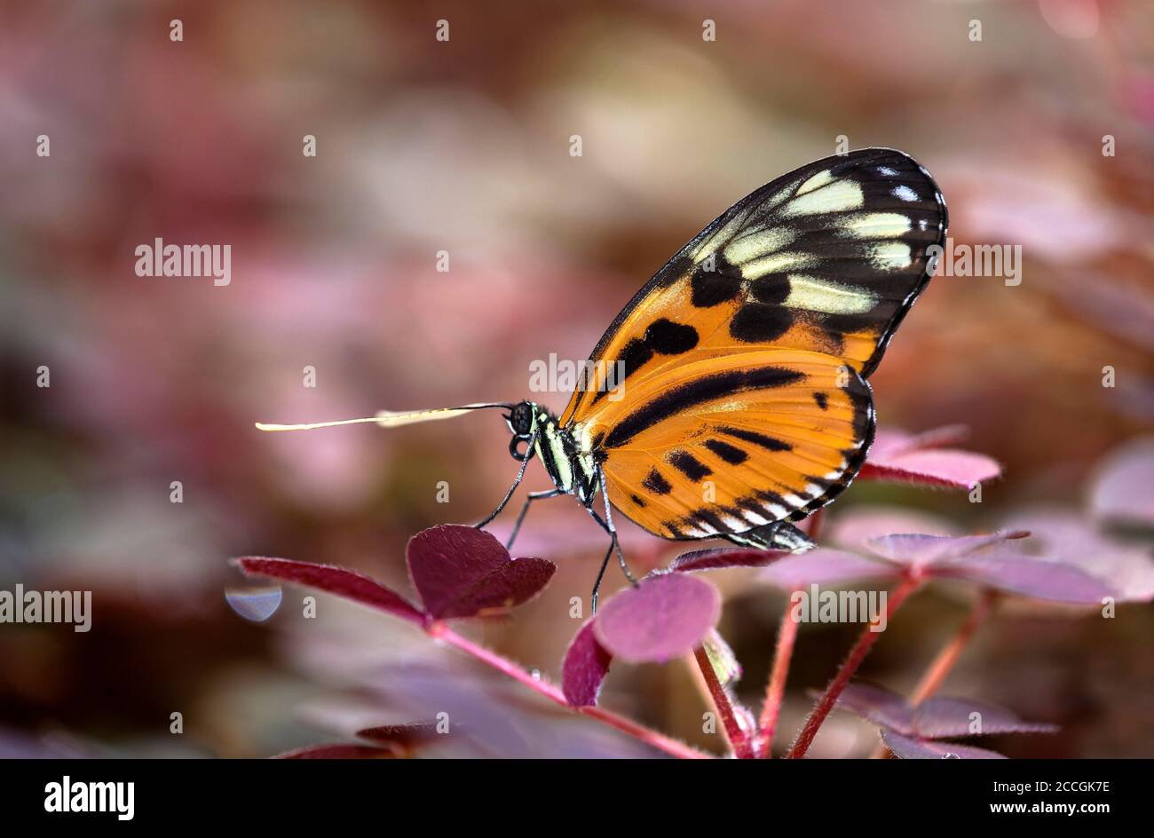 Neotropical butterfly Heliconius hecale, family of noble butterflies (Nymphalidae), Mindo, Ecuador Stock Photo