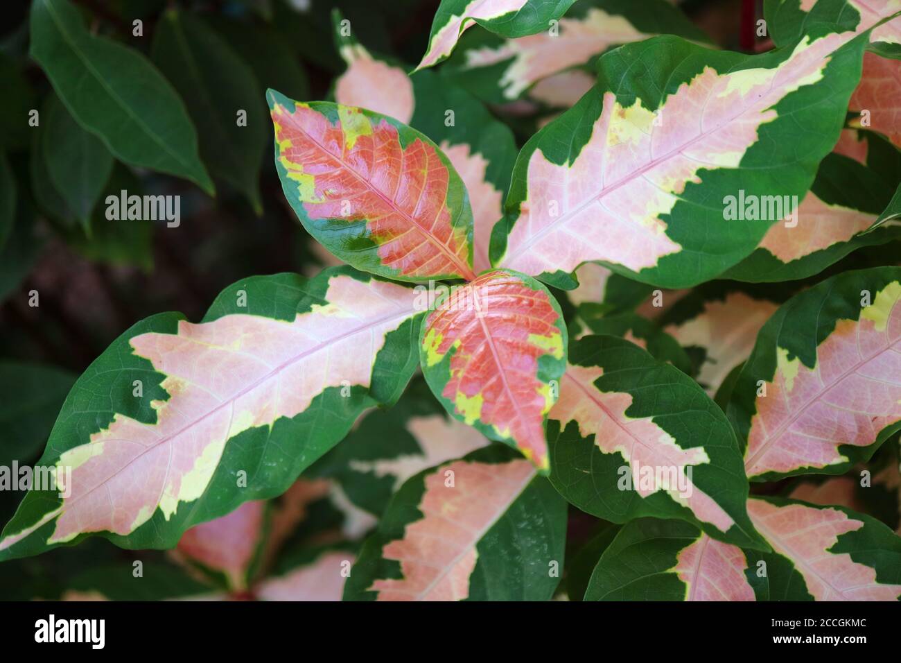 Stunning pink and green leaves of the Caricature plant or Graptophyllum pictum Stock Photo