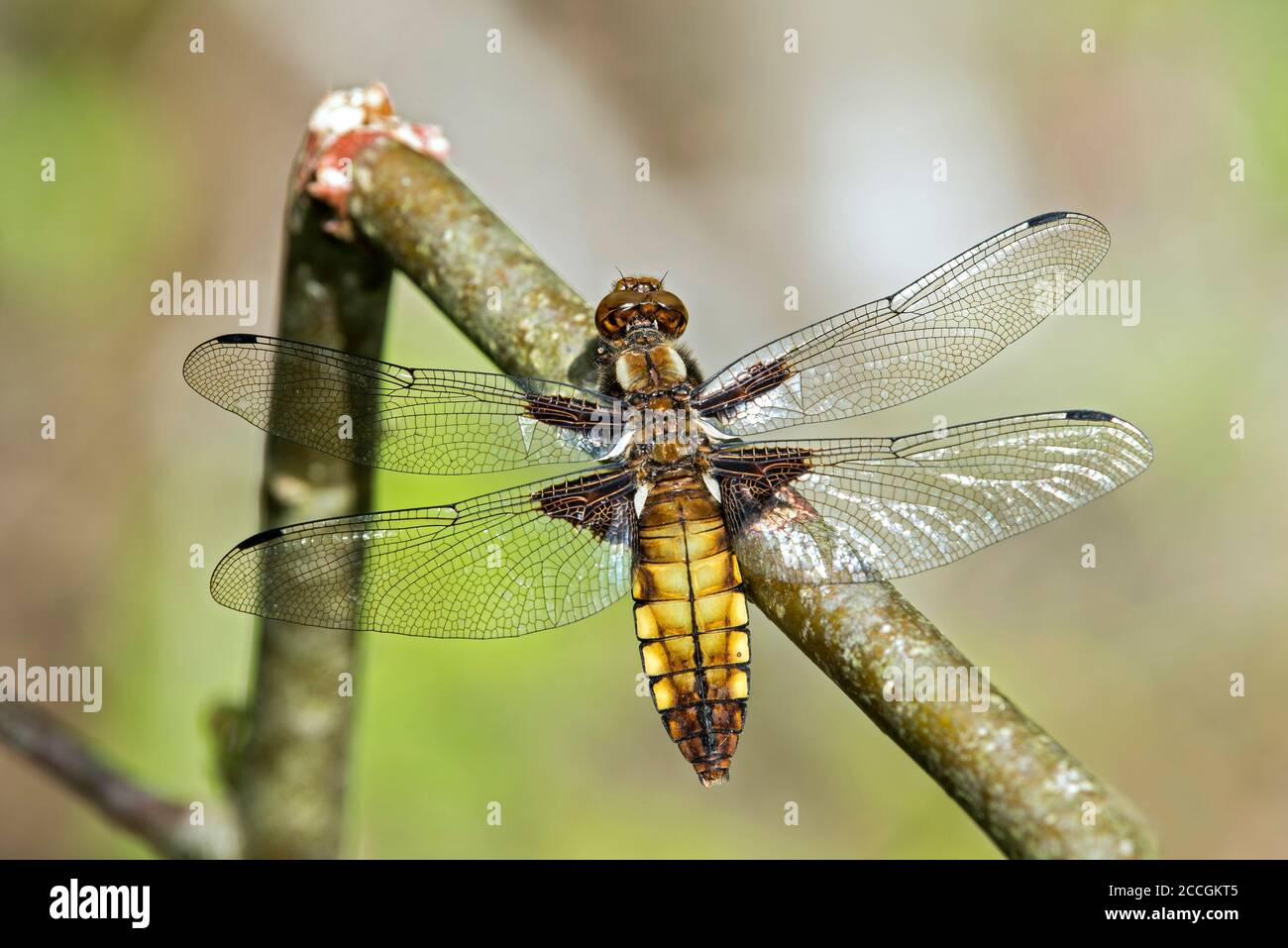 Flat belly (Libellula depressa), female, family of the dragonfly (Libellulidae), canton of Geneva, Switzerland Stock Photo