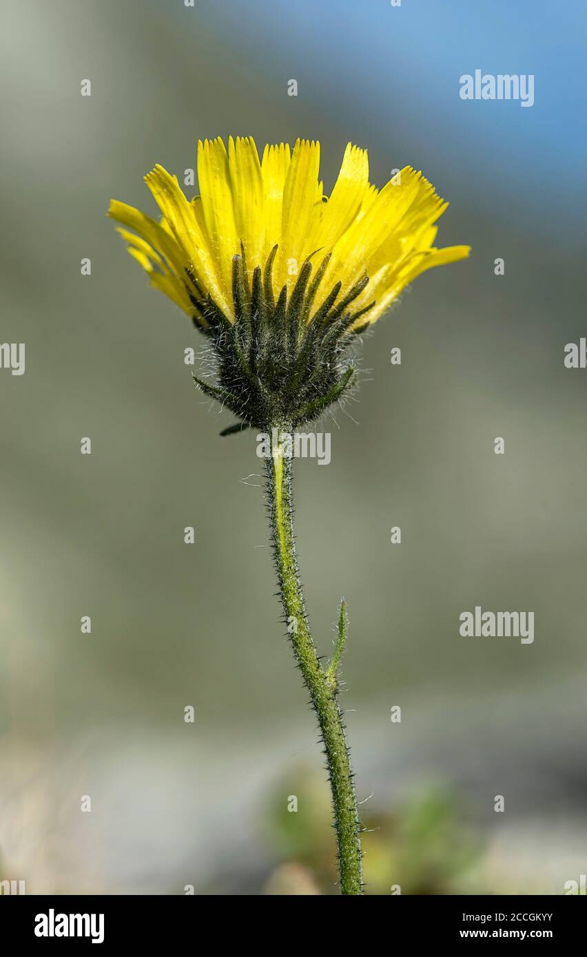 Alpine hawkweed (Hieracium alpinum), daisy family (Asteraceae), Haute-Nendaz, Switzerland Stock Photo