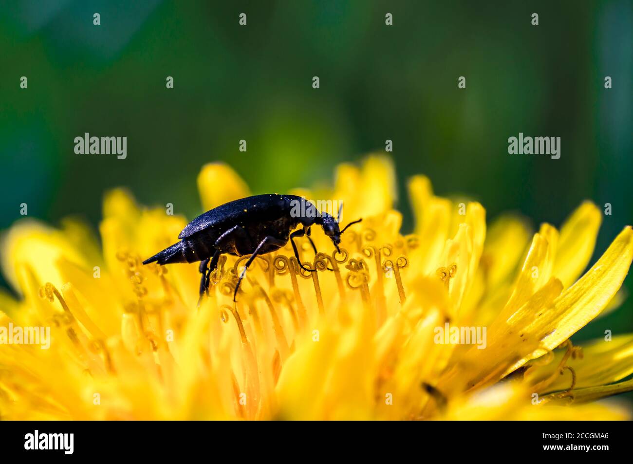 little beetle on a yellow dandelion blossom Stock Photo