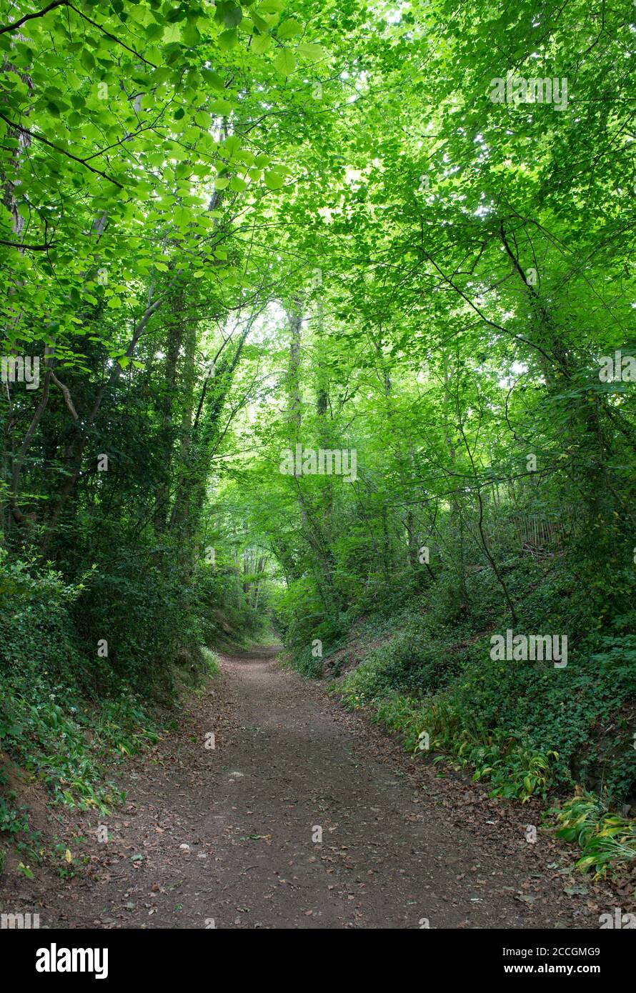 Summer view of a sunken lane surrounded by trees at Boston Spa, West Yorkshire Stock Photo