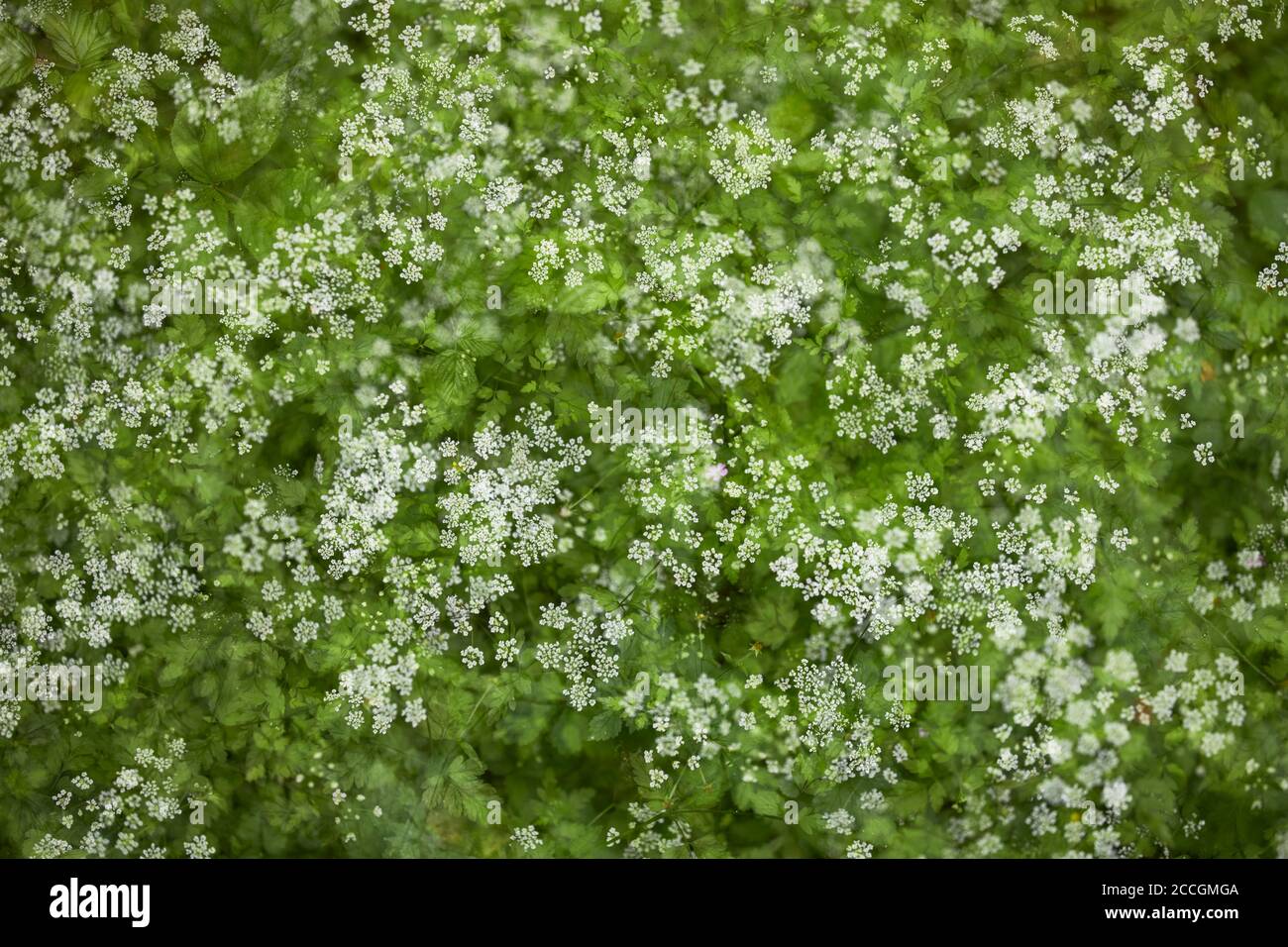 Flower carpet, white, green, multiple exposure Stock Photo Alamy