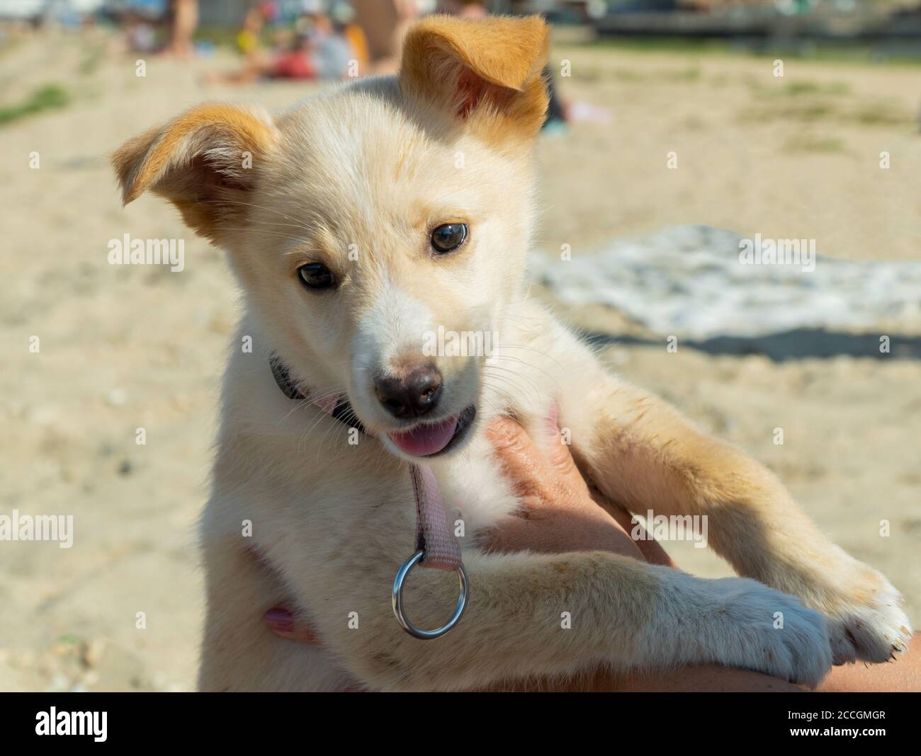 the cute dog puppy on the beach Stock Photo