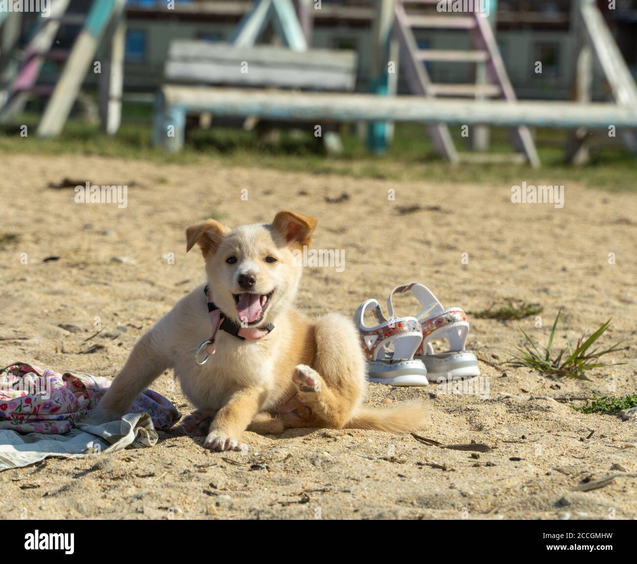 the cute dog puppy on the beach Stock Photo - Alamy