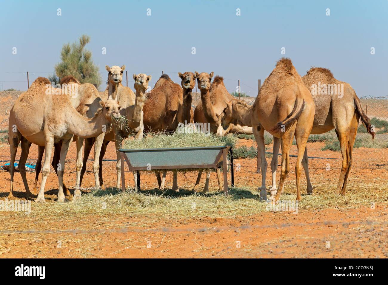 Group of camels at a feeding trough in a rural area of the United Arab Emirates Stock Photo