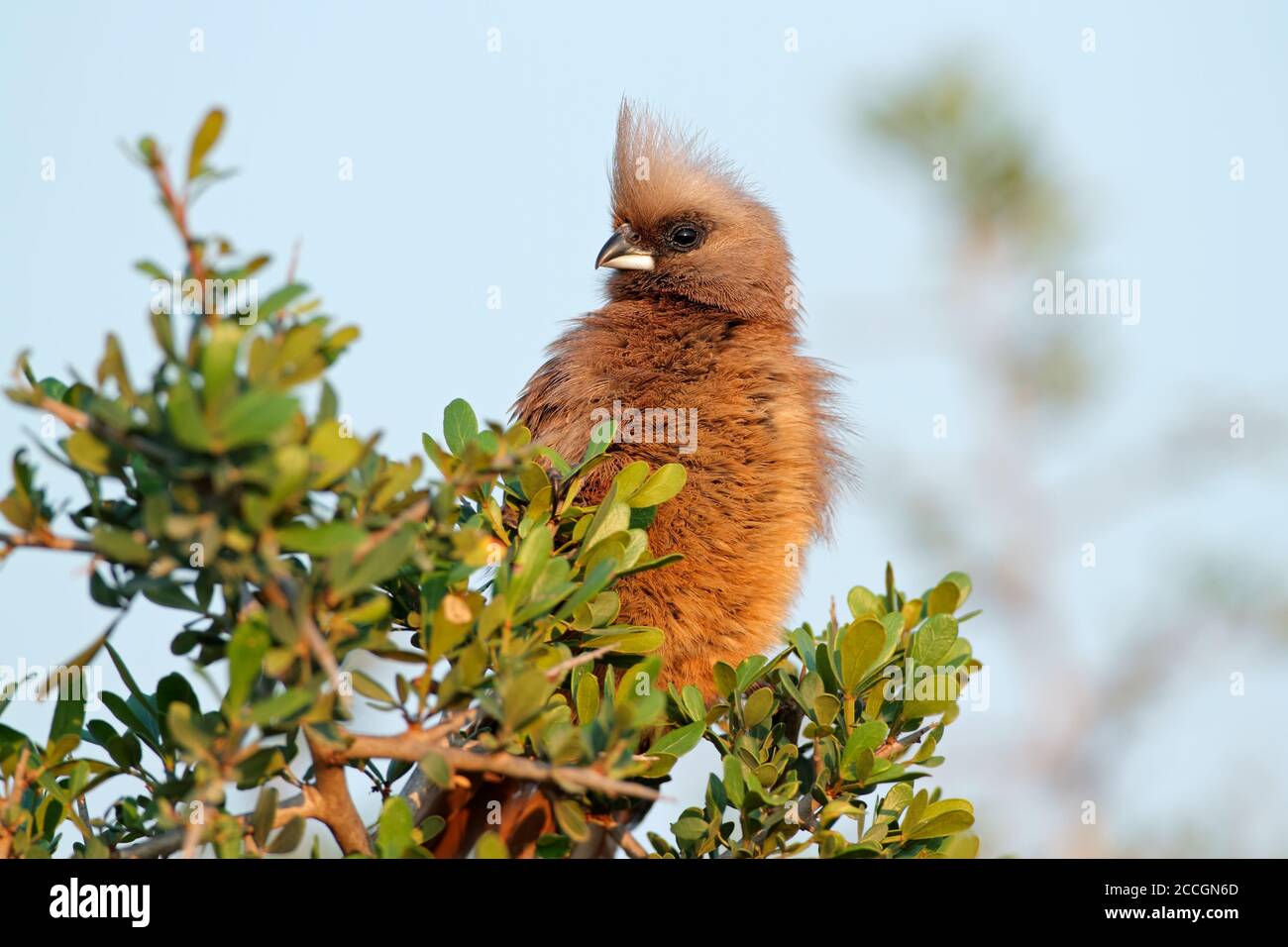 A speckled mousebird (Colius striatus) perched on a tree, South Africa Stock Photo