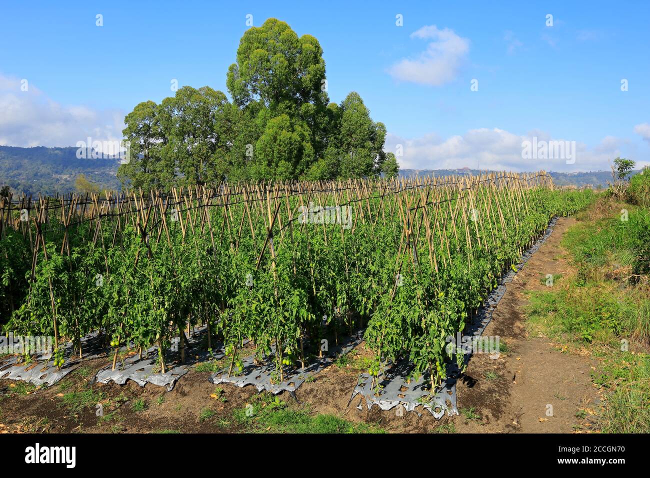 Field of tomato plants cultivated under irrigation on a rural farm, Bali, Indonesia Stock Photo