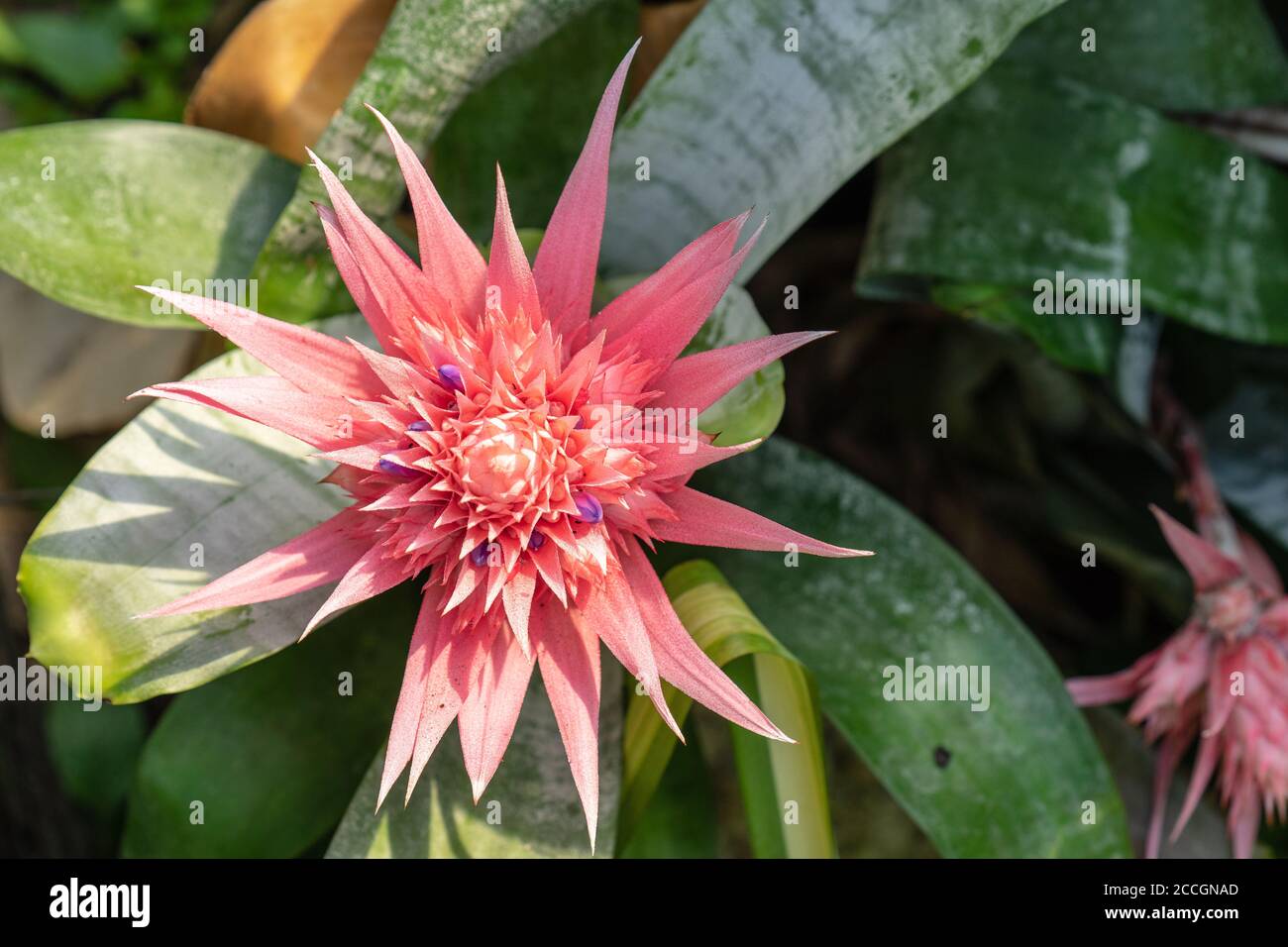 The Bromeliaceae, bromeliads is a family of monocot flowering plants Stock Photo