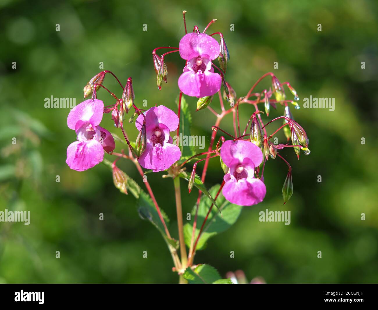 Beautiful pink flowers of the invasive species Himalayan balsam, Impatiens glandulifera Stock Photo