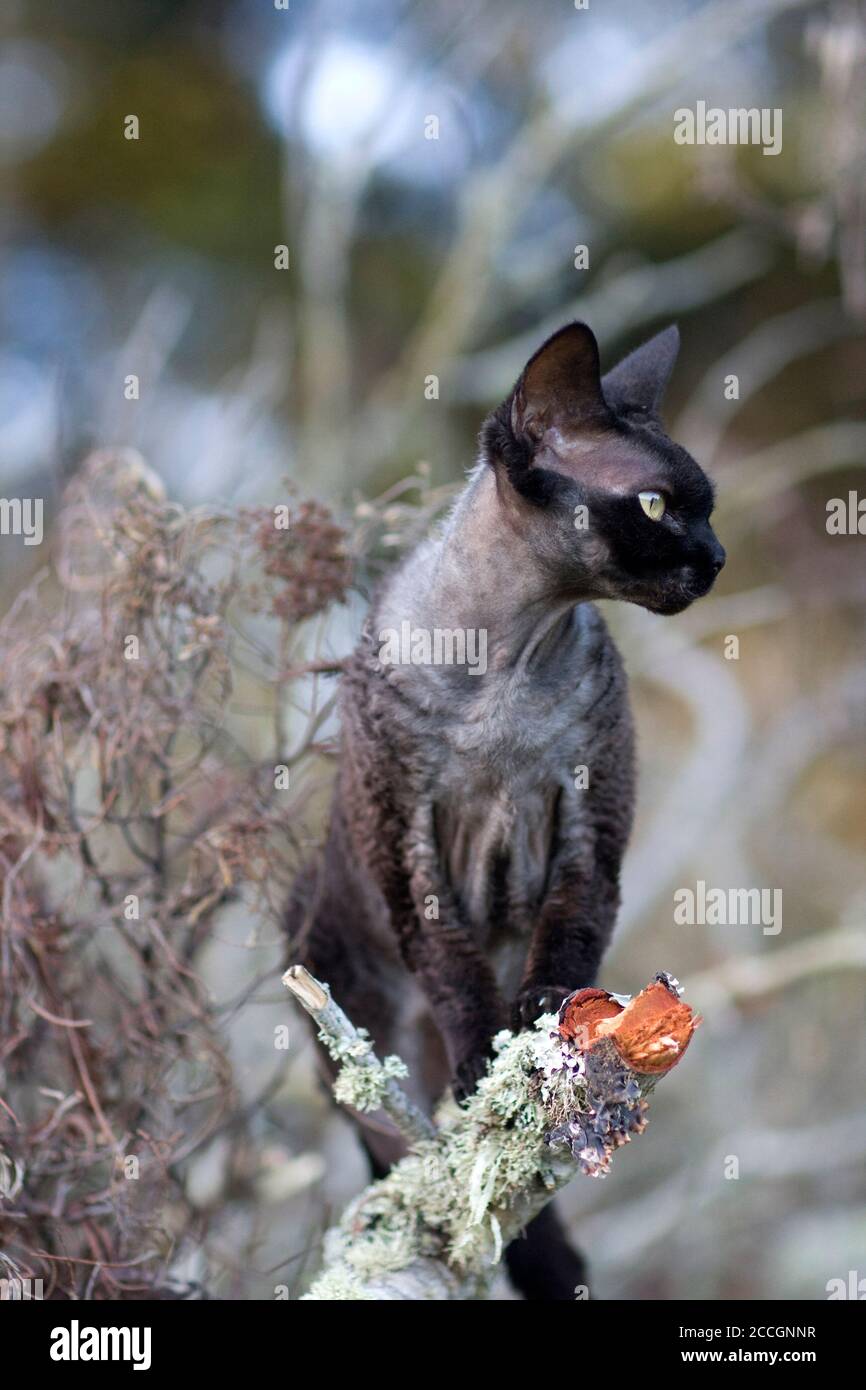 Black Devon Rex cat sits on a broken moss covered branch and stares off into the distance Stock Photo