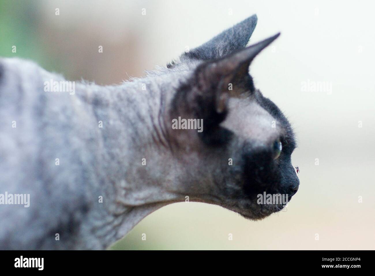 Side view of black Devon Rex cat staring at a mosquito on her nose Stock Photo