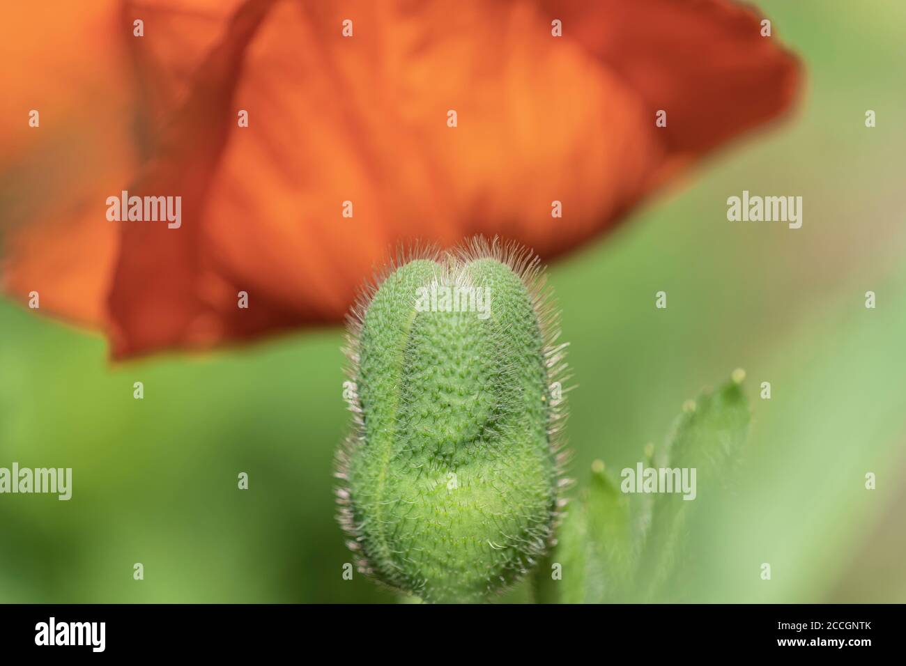 Poppy, capsule, papaver, plant, garden, nature Stock Photo