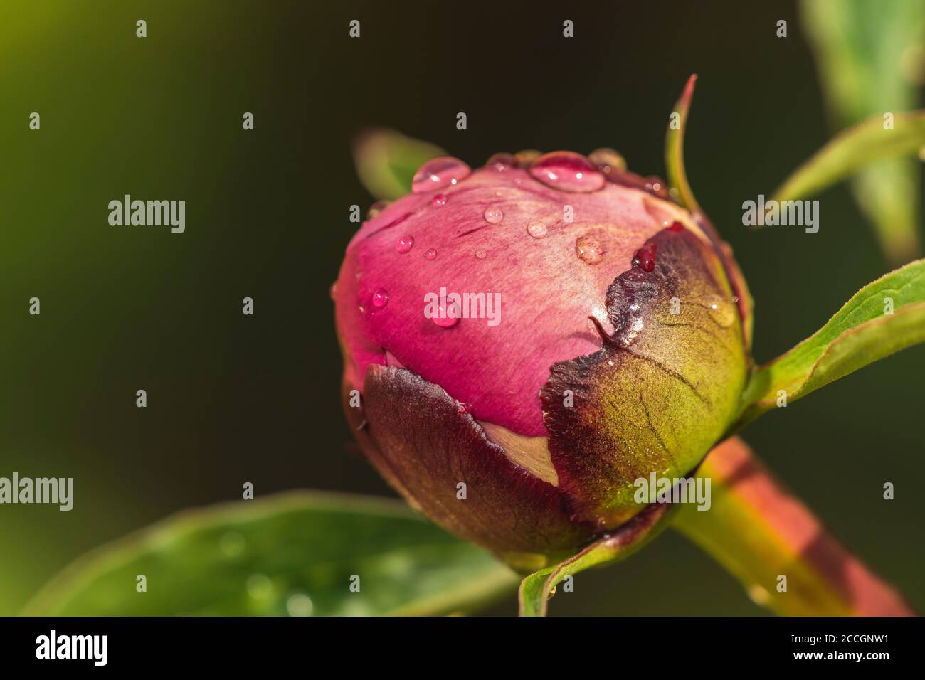 Peony, bud with raindrops, Paeonia, Germany, Europe Stock Photo