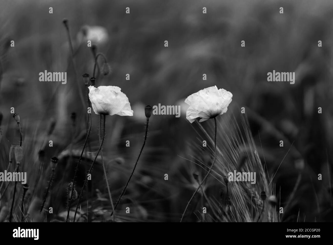 Poppies in a Cornfield in Black and White in germany Stock Photo