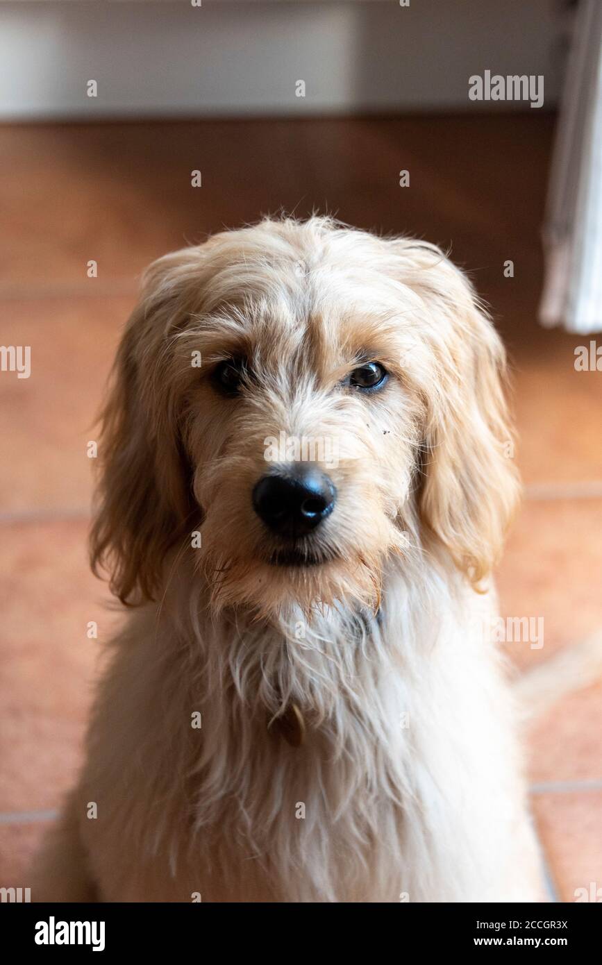 young dog, Mini Goldendoodle, cross between miniature poodle and golden retriever Stock Photo