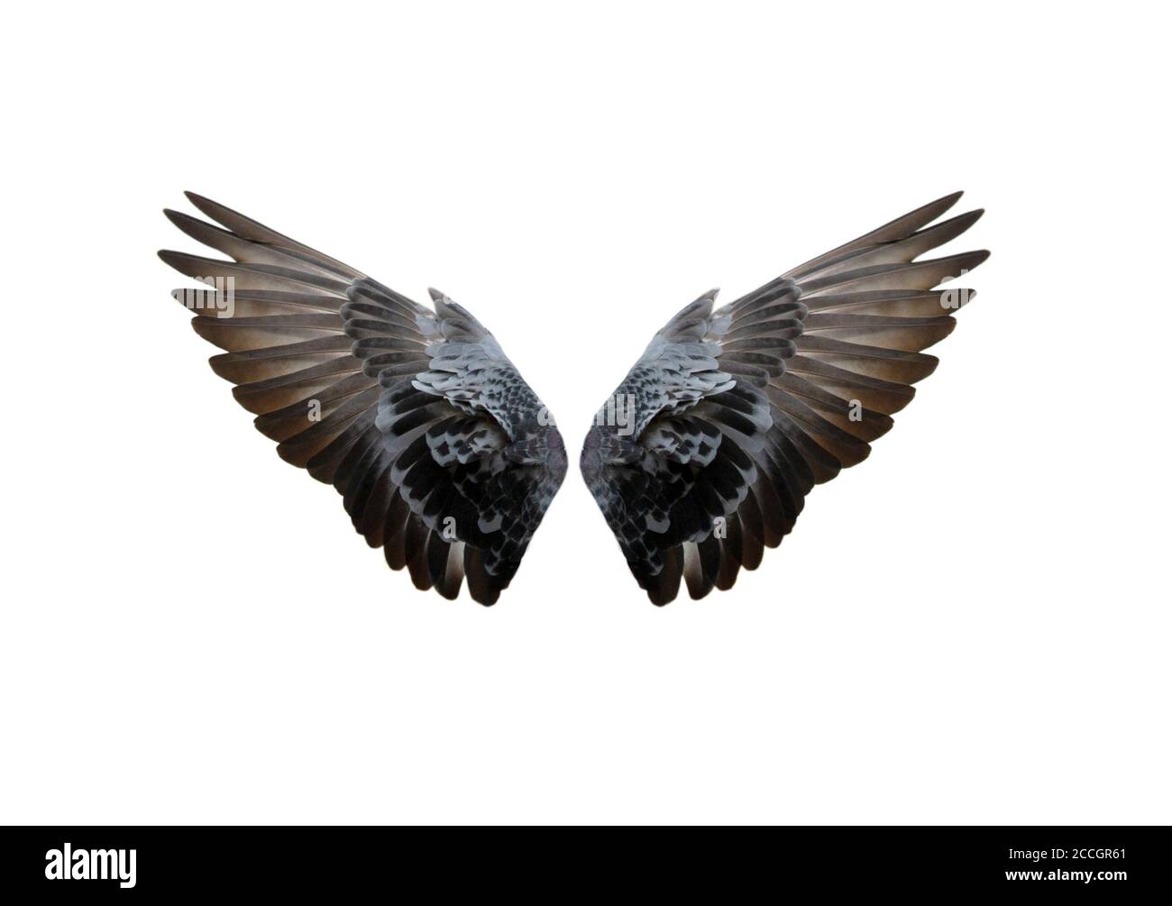 Bird wings isolated on white background Stock Photo - Alamy