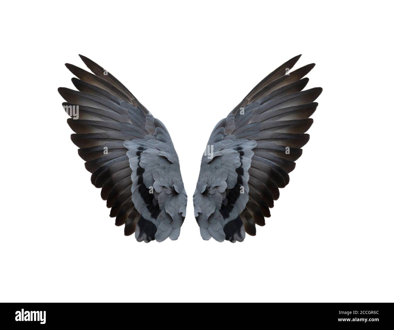 Bird wings isolated on white background Stock Photo - Alamy